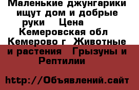 Маленькие джунгарики ищут дом и добрые руки. › Цена ­ 100 - Кемеровская обл., Кемерово г. Животные и растения » Грызуны и Рептилии   